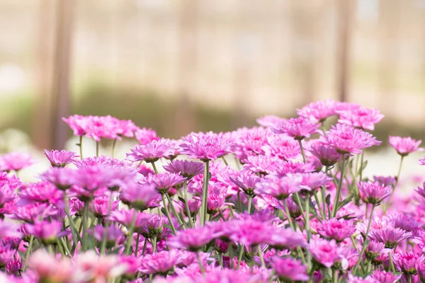 Bella Crisantemi Fiori All Aperto Margherite Nel Giardino Agricolo Crisantemi — Foto Stock