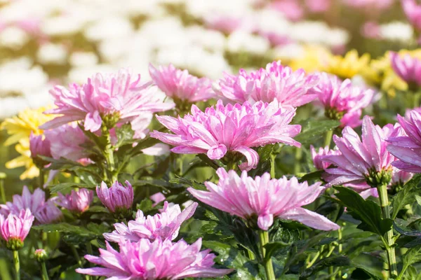 Schöne Chrysanthemen Blühen Freien Gänseblümchen Garten Chrysanthemen Garten — Stockfoto