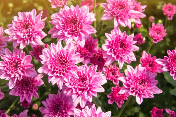 Schöne Chrysanthemen Blühen Freien Gänseblümchen Garten Chrysanthemen Garten — Stockfoto