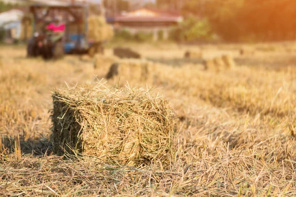 Fardos Palha Arroz Campo Arroz Trabalho Agricultor Design Natural — Fotografia de Stock