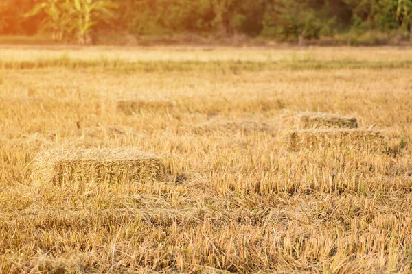 Rice straw bales on rice field background,natural design farmming concep