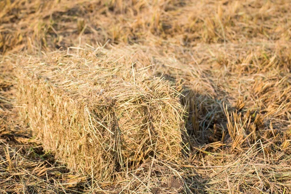 Bele Słomy Ryżowej Tle Pola Ryżu Naturalny Projekt Rolniczy Concep — Zdjęcie stockowe