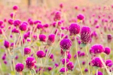 Bahçede güneş ışığı fai 'li mor çiçek.