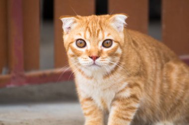 Kedi yerde dinleniyor, kahverengi kedi ve beyaz ca