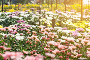 Kasımpatıların güzel çiçekleri, tarım bahçesinde papatyalar, Par 'da kasımpatılar.