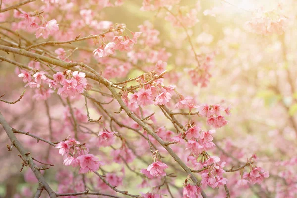 春天美丽的樱花在春天绽放 浅层野外墙纸背衬的深度 — 图库照片
