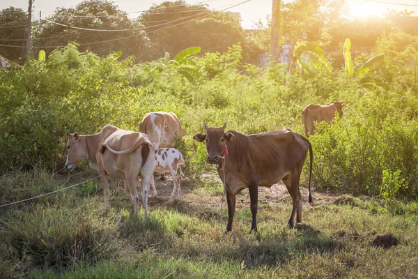 Thai cows standing are eating grass on ground in field countryside in Thailan