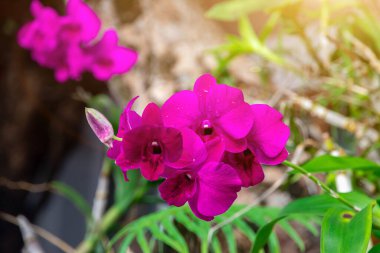 Ağaçta orkide çiçekleri var. Güzel ve canlı renkler, arka plan için mükemmel.