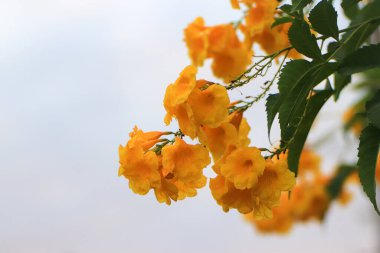 Altın duş ağacı çiçekleri parlak sarı çiçeklerle güzeldir.
