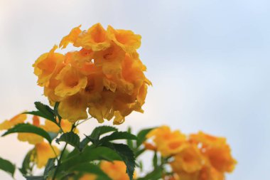 Altın duş ağacı çiçekleri parlak sarı çiçeklerle güzeldir.