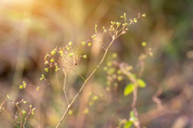 Yabani otlarla dolu orman çayırı, küçük alan derinliği olan Macro görüntüsü, Görüntü arka grubu