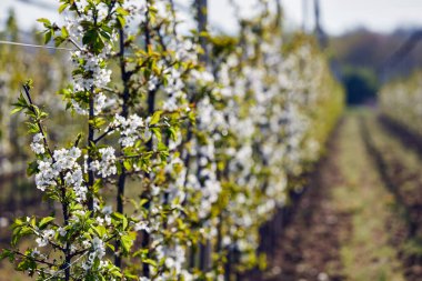 Baharda çiçek açan kiraz ağaçlarının çiftliği.