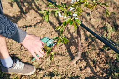 Baharda çiçek açarken kiraz ağaçları ve genç ağaçların dallarını buduyor..