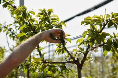 Baharda çiçek açarken kiraz ağaçları ve genç ağaçların dallarını buduyor..