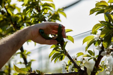 Baharda çiçek açarken kiraz ağaçları ve genç ağaçların dallarını buduyor..