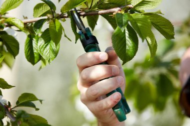Baharda çiçek açarken kiraz ağaçları ve genç ağaçların dallarını buduyor..