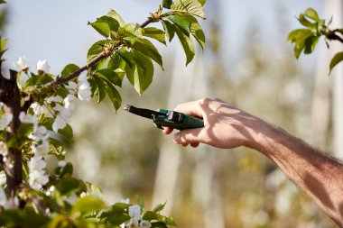Baharda çiçek açarken kiraz ağaçları ve genç ağaçların dallarını buduyor..
