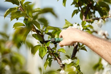 Baharda çiçek açarken kiraz ağaçları ve genç ağaçların dallarını buduyor..