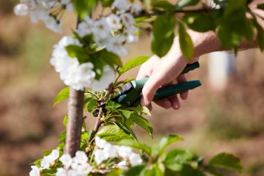 Baharda çiçek açarken kiraz ağaçları ve genç ağaçların dallarını buduyor..