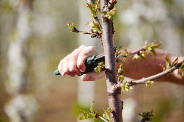 Baharda çiçek açarken kiraz ağaçları ve genç ağaçların dallarını buduyor..
