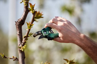 Baharda çiçek açarken kiraz ağaçları ve genç ağaçların dallarını buduyor..