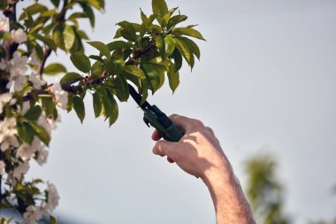 Baharda çiçek açarken kiraz ağaçları ve genç ağaçların dallarını buduyor..