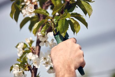 Baharda çiçek açarken kiraz ağaçları ve genç ağaçların dallarını buduyor..