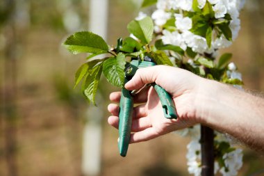 Baharda çiçek açarken kiraz ağaçları ve genç ağaçların dallarını buduyor..