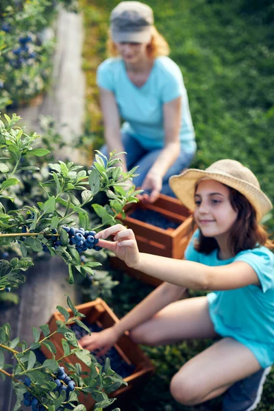 Modern Aile Organik Bir Çiftlikte Yabanmersini Topluyor Aile Mesleği Kavramı — Stok fotoğraf