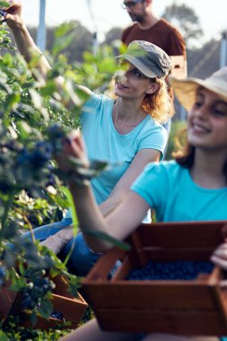 Modern aile organik bir çiftlikte yabanmersini topluyor. Aile mesleği kavramı..
