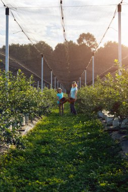 Anne ve kızı organik bir çiftlikte yabanmersini topluyor. Aile mesleği konsepti..
