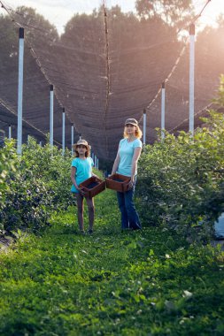 Anne ve kızı organik bir çiftlikte yabanmersini topluyor. Aile mesleği konsepti..