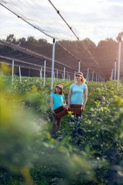 Anne ve kızı organik bir çiftlikte yabanmersini topluyor. Aile mesleği konsepti..