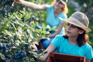 Anne ve kızı organik bir çiftlikte yabanmersini topluyor. Aile mesleği konsepti..