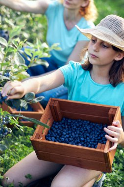 Anne ve kızı organik bir çiftlikte yabanmersini topluyor. Aile mesleği konsepti..