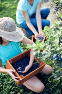 Anne ve kızı organik bir çiftlikte yabanmersini topluyor. Aile mesleği konsepti..