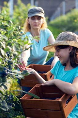 Anne ve kızı organik bir çiftlikte yabanmersini topluyor. Aile mesleği konsepti..