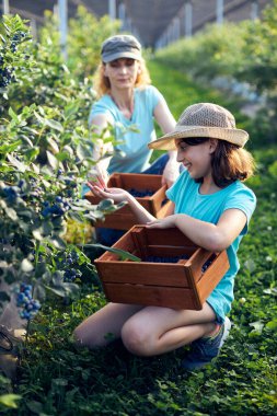 Anne ve kızı organik bir çiftlikte yabanmersini topluyor. Aile mesleği konsepti..
