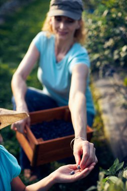 Anne ve kızı organik bir çiftlikte yabanmersini topluyor. Aile mesleği konsepti..