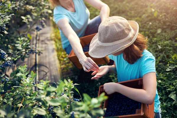 Мати Дочка Збирають Чорницю Органічній Фермі Концепція Сімейного Бізнесу — стокове фото