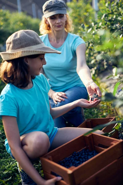 Madre Hija Recogiendo Arándanos Una Granja Orgánica Concepto Empresa Familiar — Foto de Stock