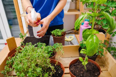 Evde yetişen bitkilerle ilgilenen bir kız..