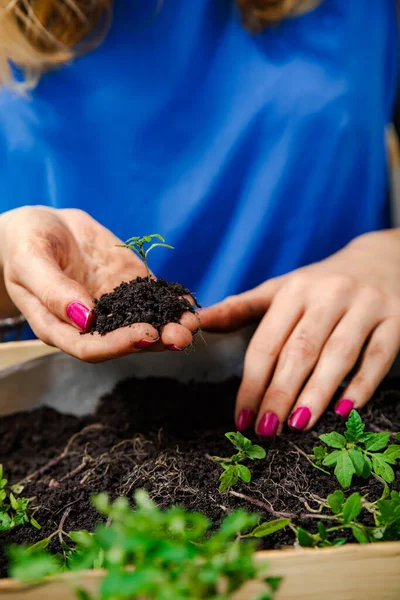 Chica Cuidando Las Especias Plantas Cultivadas Casa — Foto de Stock