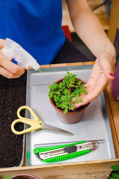 Chica Cuidando Las Especias Plantas Cultivadas Casa — Foto de Stock