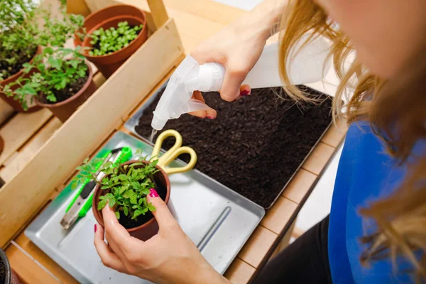 Chica Cuidando Las Especias Plantas Cultivadas Casa — Foto de Stock