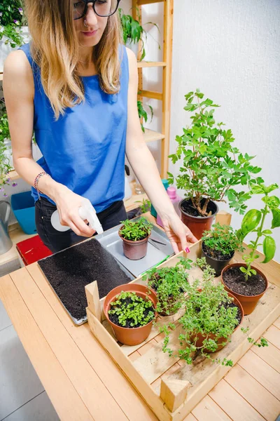 Chica Cuidando Las Especias Plantas Cultivadas Casa — Foto de Stock