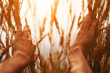 Yeni bir umut ve yeni pencere konsepti, doğada buğday tutan kadın..