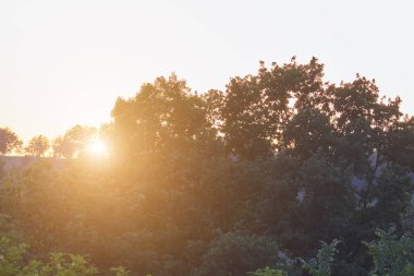 Yaz yaprakları siluetleri ile altın günbatımı renkleri.