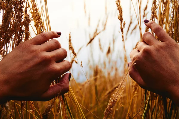 Нова Надія Нова Концепція Вікна Жінка Тримає Пшеницю Природі — стокове фото
