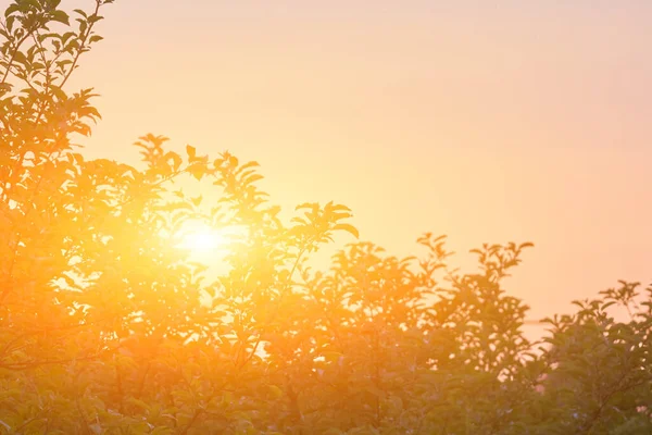 金黄的落日色 夏季叶型轮廓 — 图库照片